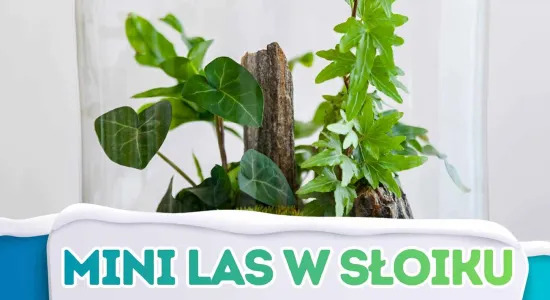 LAS W SŁOIKU