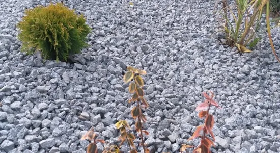 247486331 242872187887622 3133375889449252386 n (002