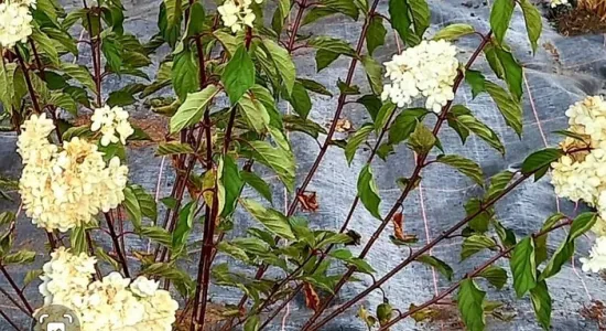 245315437 4741746665843707 14661780520491550 n (002