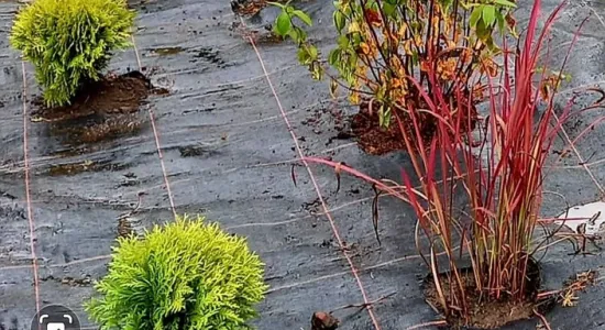 245865885 4741750315843342 5281541797366101026 n (002