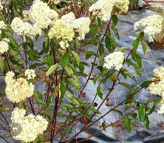 245315437 4741746665843707 14661780520491550 n (002